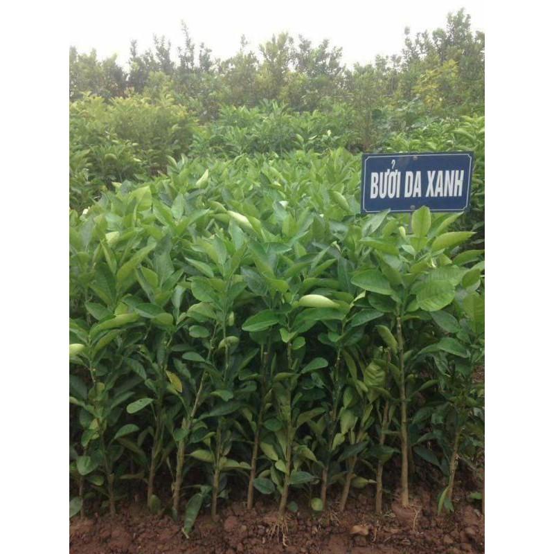 Cây giống bưởi da xanh ghép