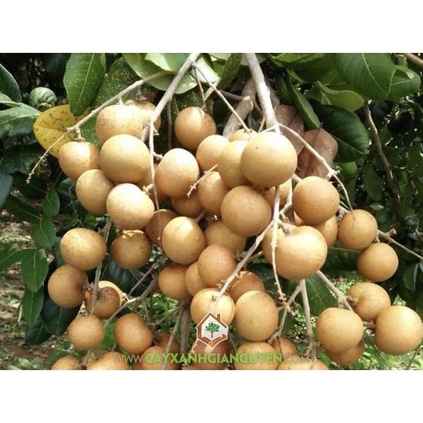 Cây giống Thanh Nhãn Siêu trái.