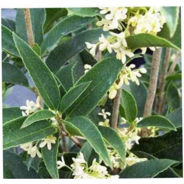 Cây Hoa Mộc Hương