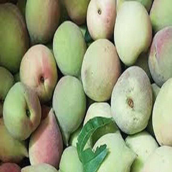 CÂY GIỐNG ĐÀO MỎ QUẠ SAPA