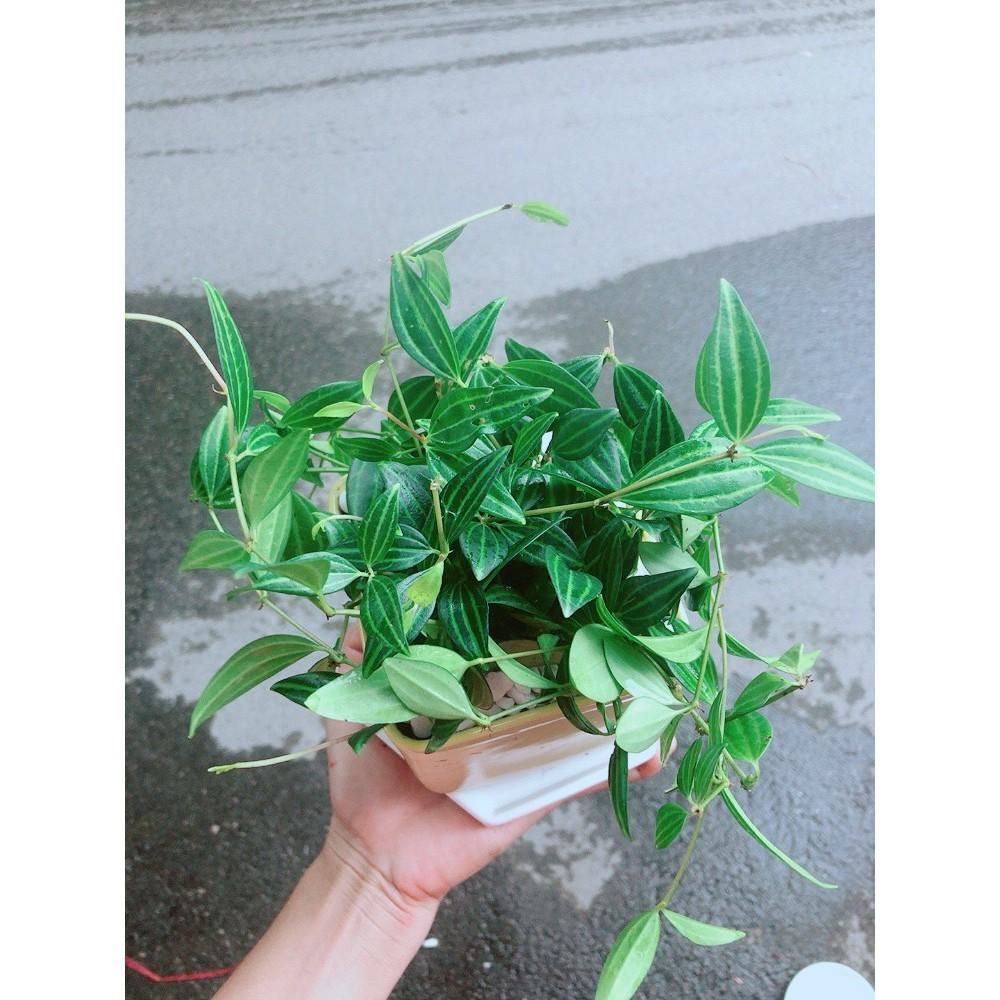 Chậu Cây Bình An Xanh