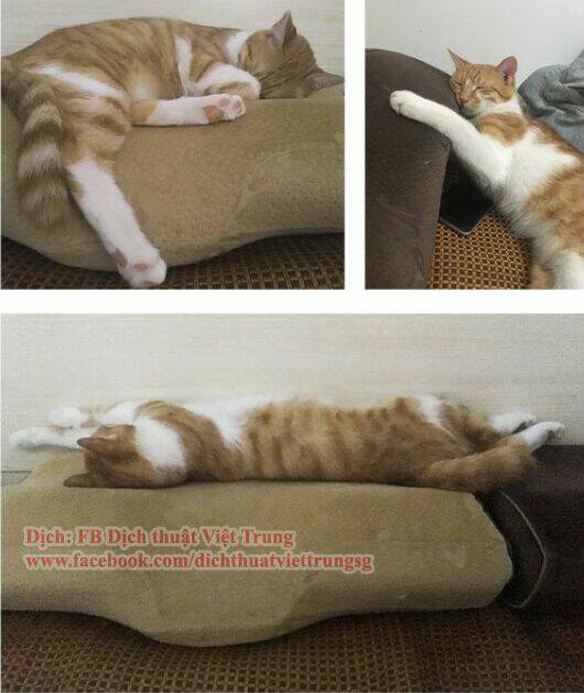 đại thánh và tiểu yêu chapter 30 13