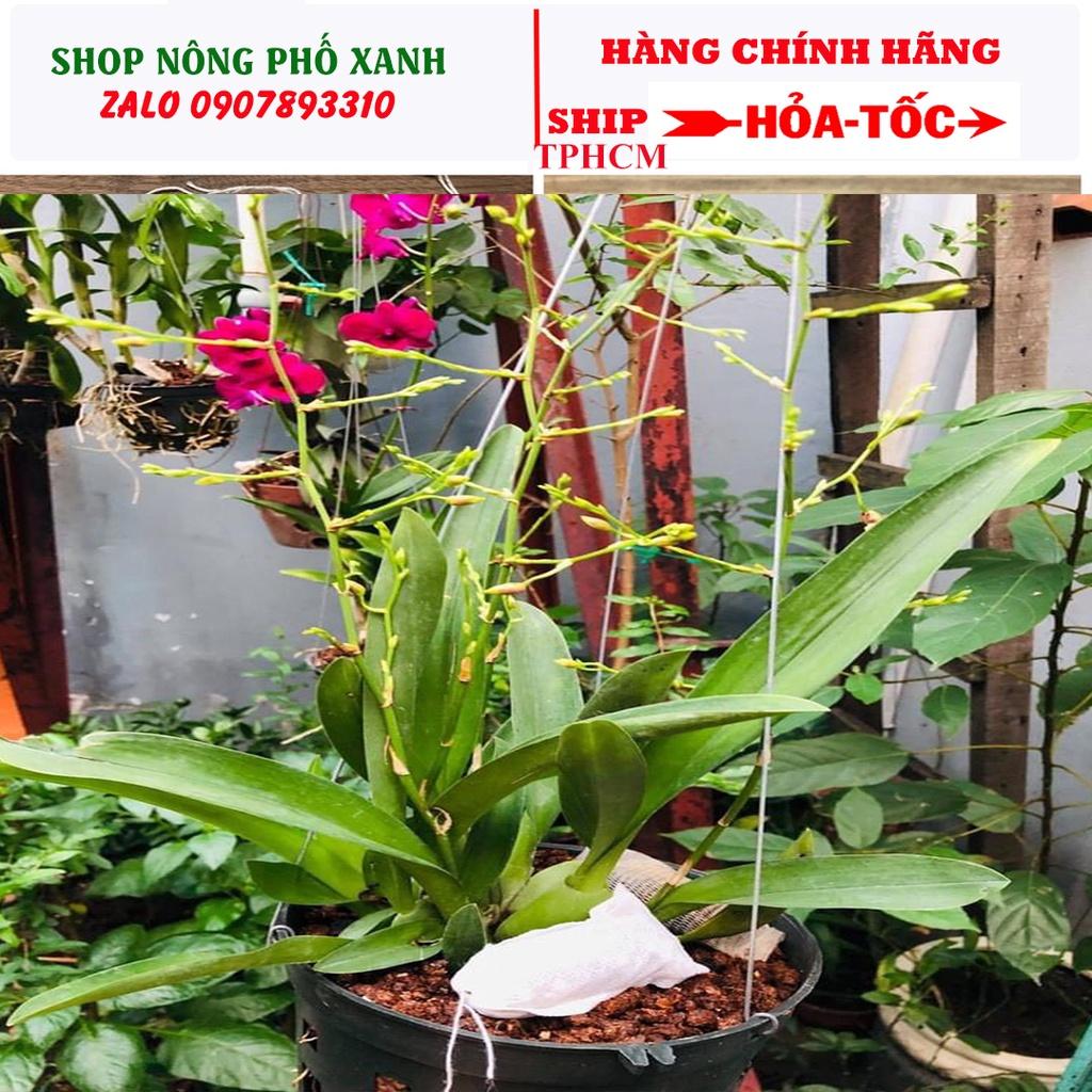 100 Túi Lọc Trà, Đựng Phân Tan Chậm Bón Gốc 4 Size 5x7cm 6x8cm 7x9cm 8x10cm