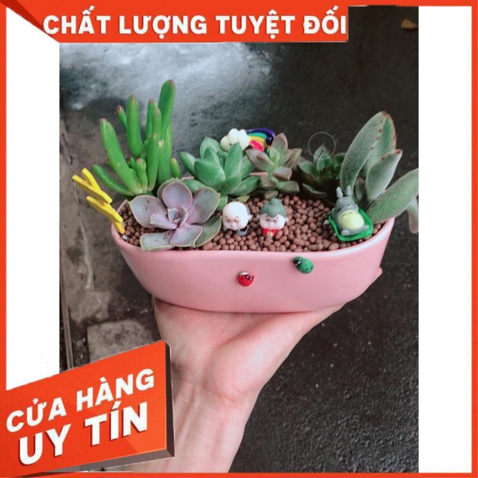 Chậu sen đá tiểu cảnh 18
