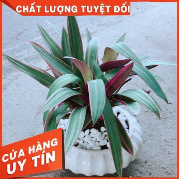 Chậu Cây Bảy Sắc Cầu Vòng