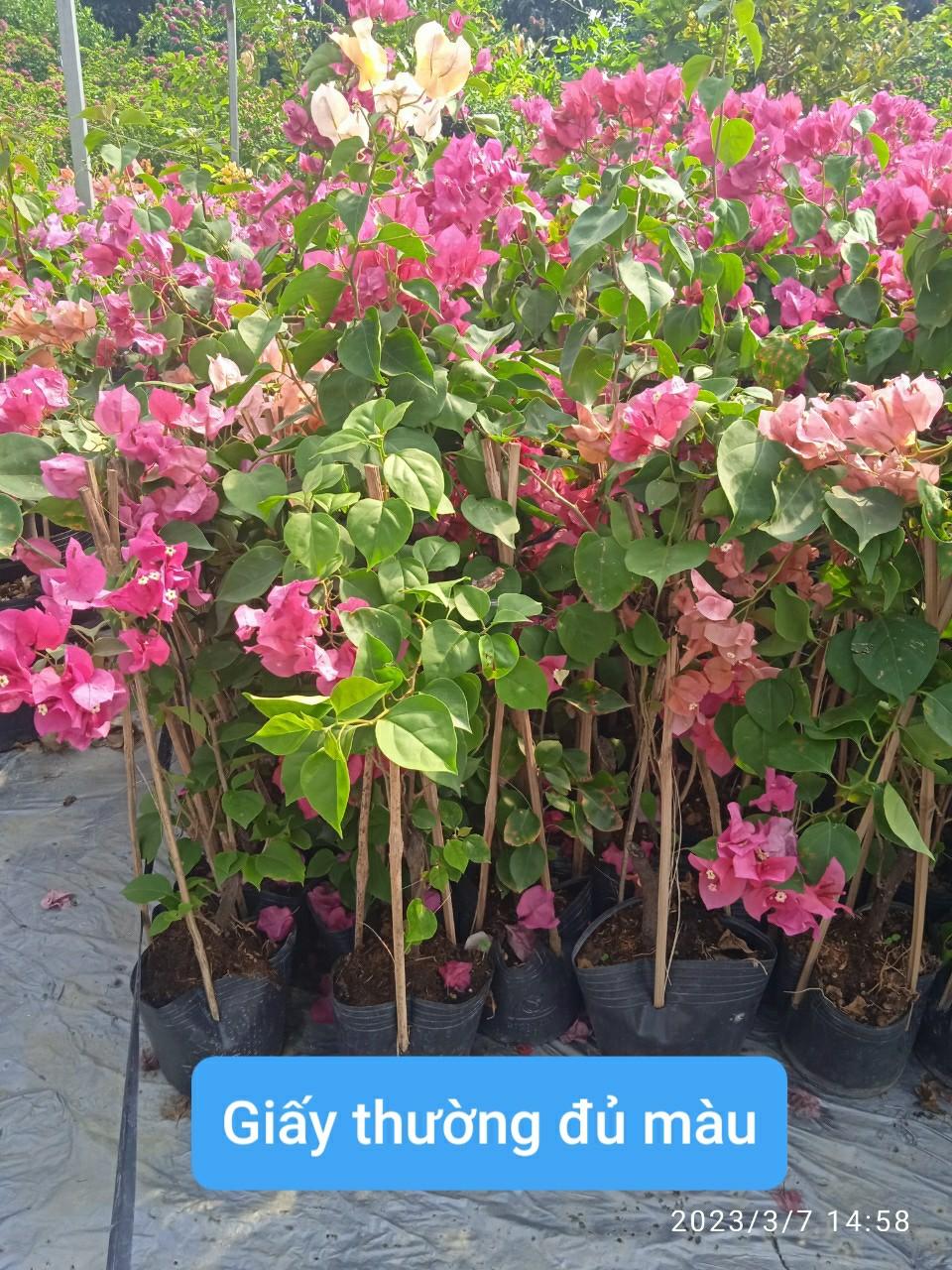 CÂY BÔNG GIẤY VIỆT ĐANG NỤ ĐANG HOA - giấy thường- cao 40cm hình thật