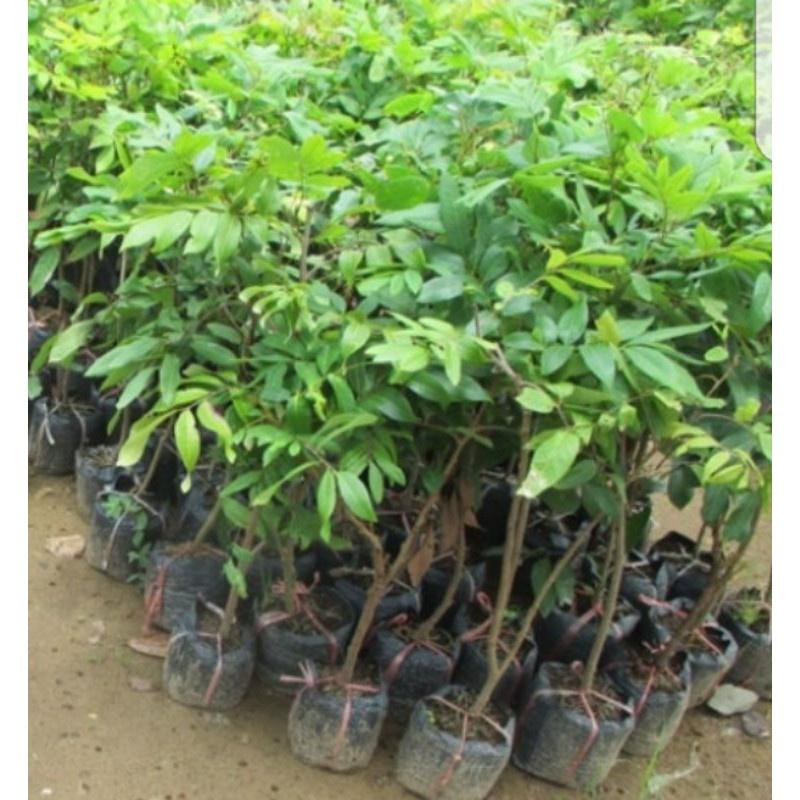 Cây giống Nhãn hạt lép, giống cây nhập khẩu thế hệ mới, quả to, mọng nước, cây giống khỏe, ít sâu bệnh