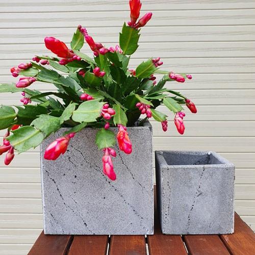 2 Chậu Hoa Đá Ong Xám V15x15cm, V10x10cm Để Bàn Làm Việc