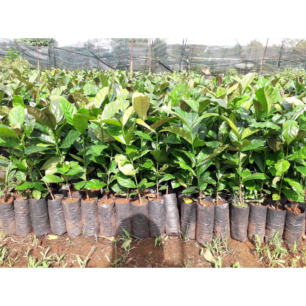 Cây giống Cà Phê CuLi siêu trái .