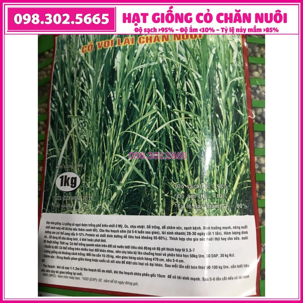 HẠT GIỐNG CỎ VOI LAI - cỏ chăn nuôi gói 500g