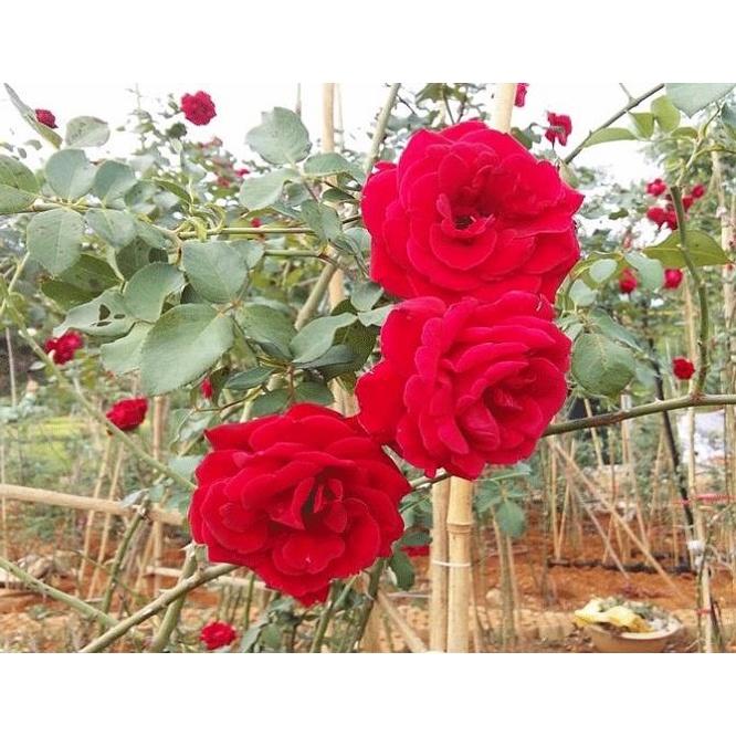 Hoa hồng leo đỏ nhung cổ Sơn La được nhiều người ưa chuộng - cây giống rễ trần