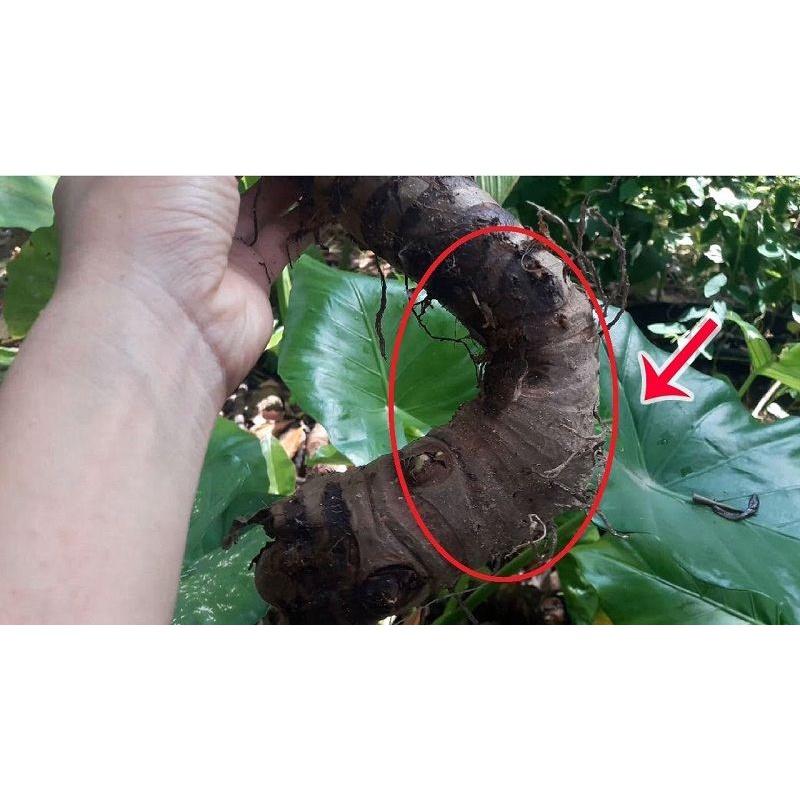 Củ ráy khô- 500gr