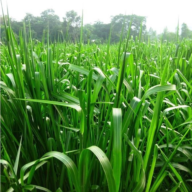 Gói 1kg Hạt giống cỏ Ubon Paspalum, chịu ngập tốt, năng suất cao, giàu dinh dưỡng - Anh nông dân chính hiệu