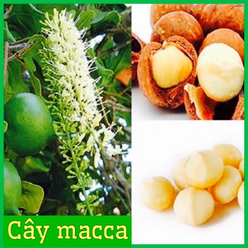 CÂY GIỐNG MACCA TRỒNG ĂN HẠT RẤT BỔ VÀ THƠM NGON