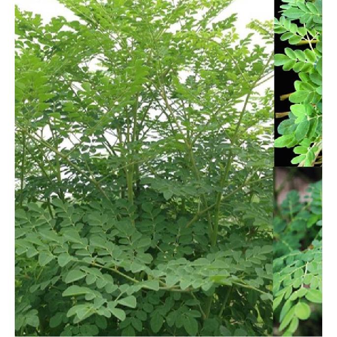 Hạt giống cây chùm ngây F1 CT20 - Gói 10 hạt