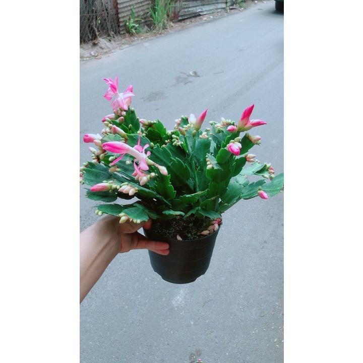 Chậu Cây Càng Cua