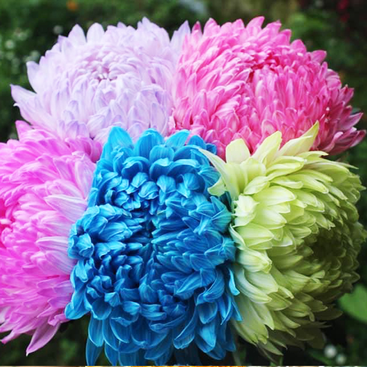 Dung Dịch Nhuộm Hoa Cắt Cành Đổi Màu theo Công Nghệ Israel giúp hoa nhuộm đổi màu theo ý muốn – The Color Sodium for Fresh Flowers