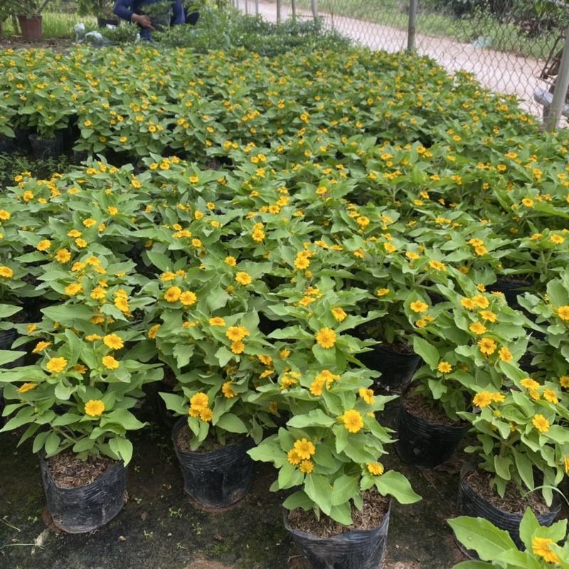 Cúc mặt trời trồng bịch đen đã có nụ và hoa