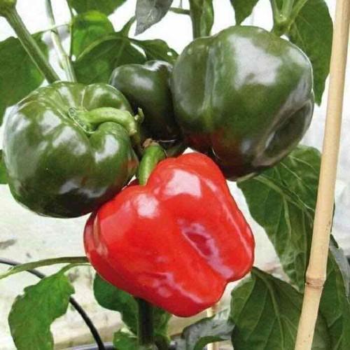 1Gr Hạt Giống Ớt Ngọt Chịu Nhiệt Lùn Dày