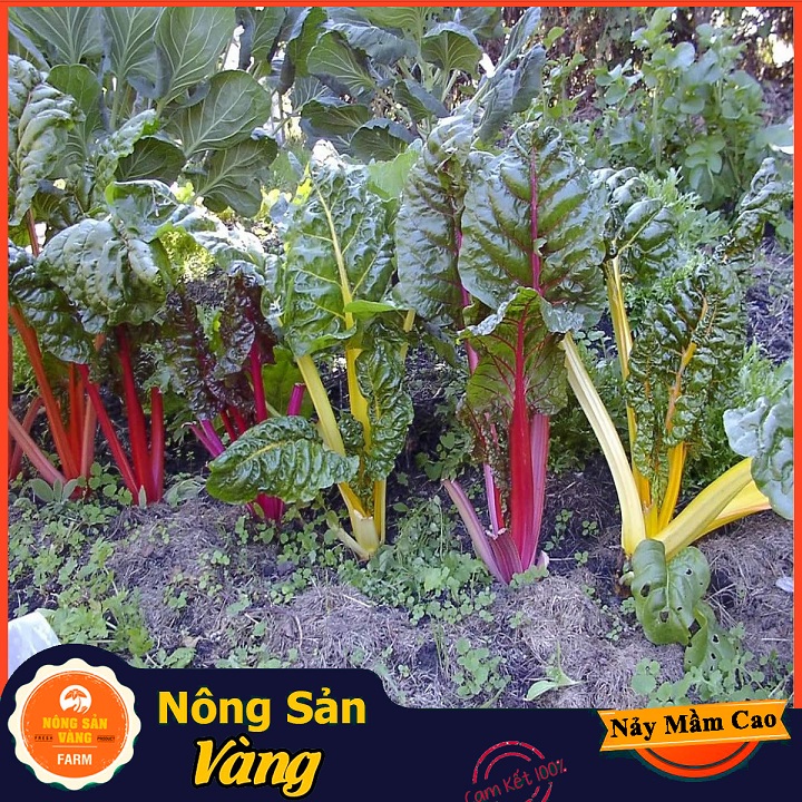 Hạt giống Cải Cầu Vồng