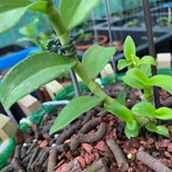 Sản Phẩm Hoa phong lan phi điệp - ngọc viễn đông