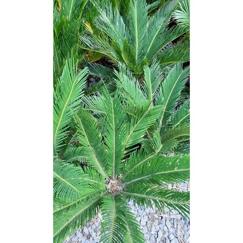 Cây Vạn Tuế Cao 60cm