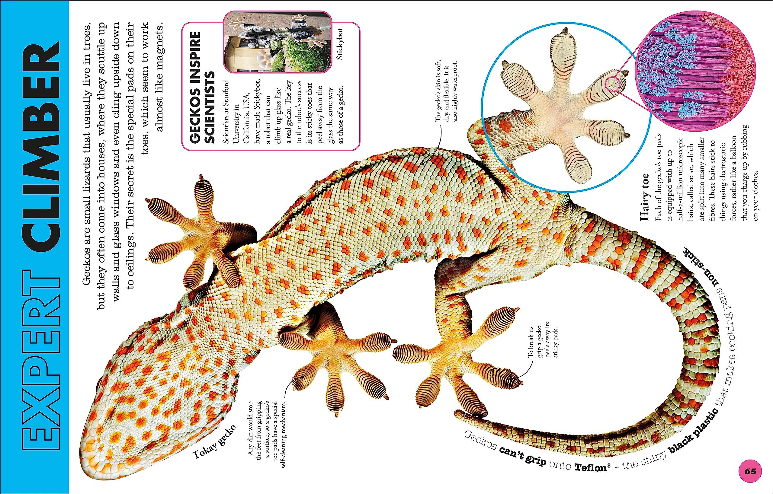 Sách ngoại văn: Everything You Need To Know About Snakes - And Other Scaly Reptiles