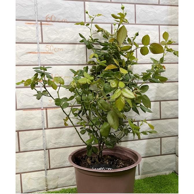 Cây hoa Hồng ngoại summer Fireworks cây nguyên bản