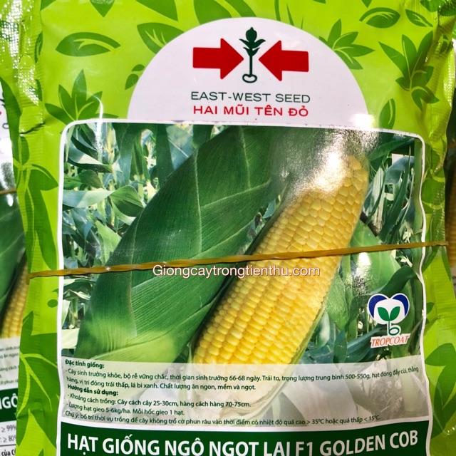 HẠT GIỐNG NGÔ NGỌT LAI F1 GOLDEN COB 50gr