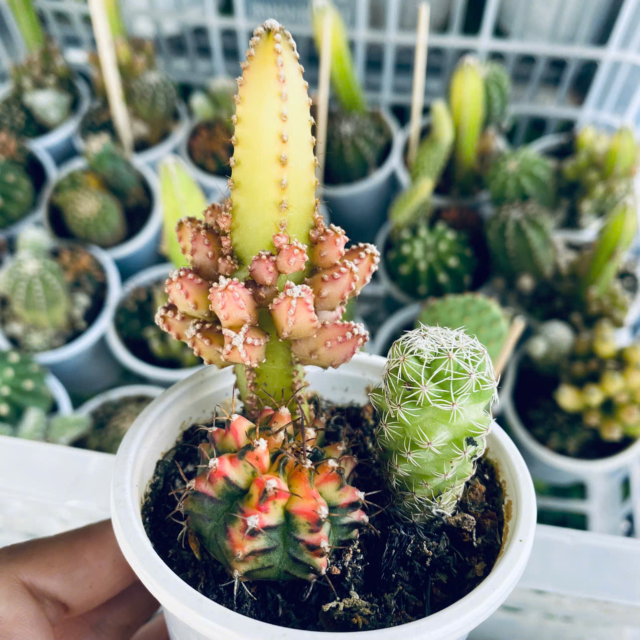 Xương Rồng Mix 3 Loại Chậu 6.5cm – Combo Cây Mini Dễ Thương Dễ Chăm, giao ngẫu nhiên Mam Xinh