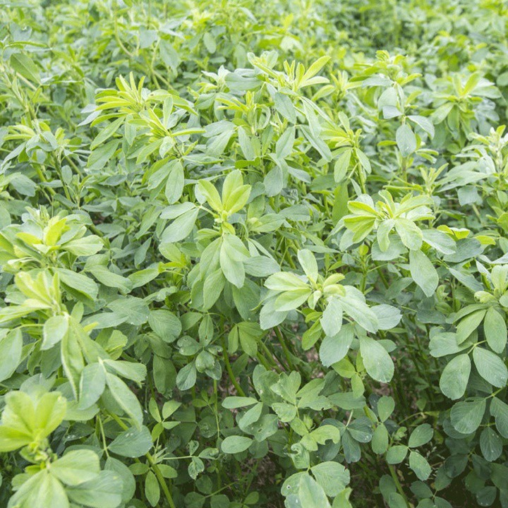 Hạt cỏ chăn nuôi ALFALFA Linh Lăng - Cỏ Họ Đậu - Hạt giống Cỏ Chăn Nuôi Trâu,bò,lợn,gà,cá.
