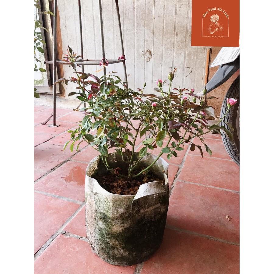 Hoa hồng leo Our Lady of Guadalupe HỒNG NHẠT- bầu to cây lớn trưởng thành