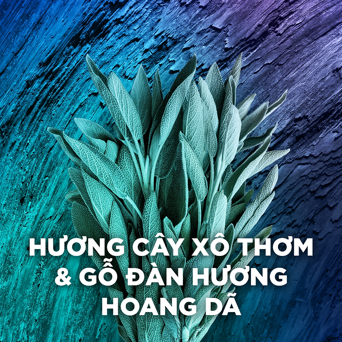 Xịt nước hoa toàn thân dành cho nam AXE Apollo