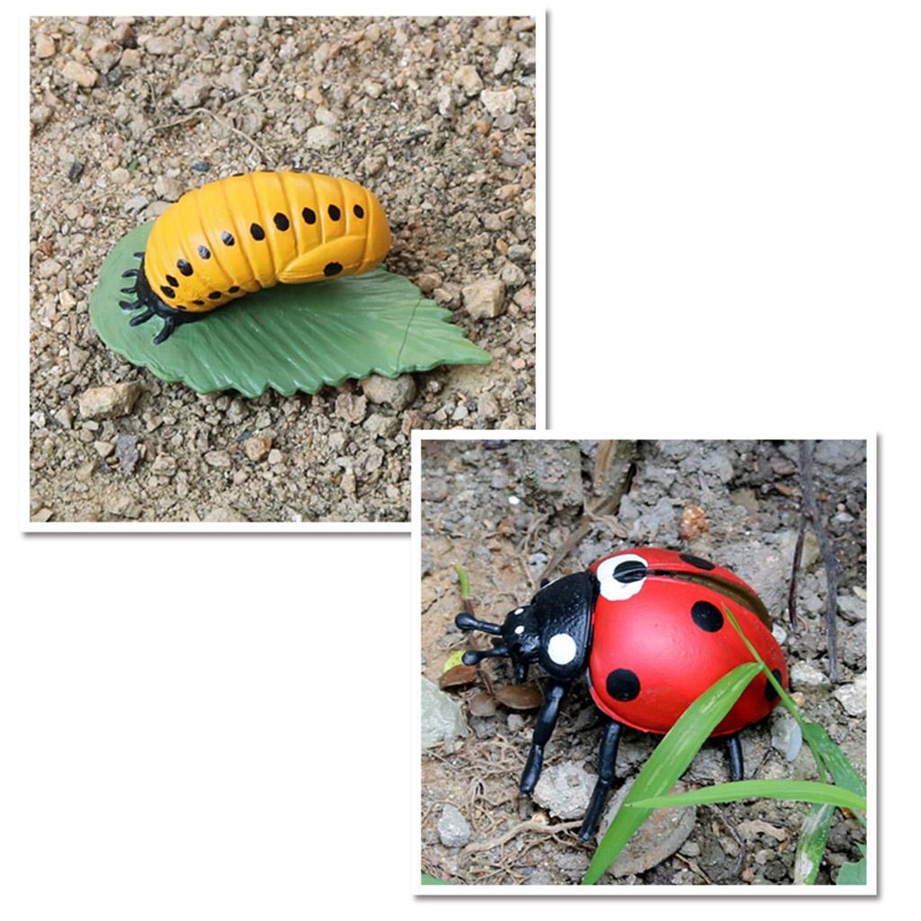 Life Cycle of A - Includes Egg, Larva, Pupa, And Educational