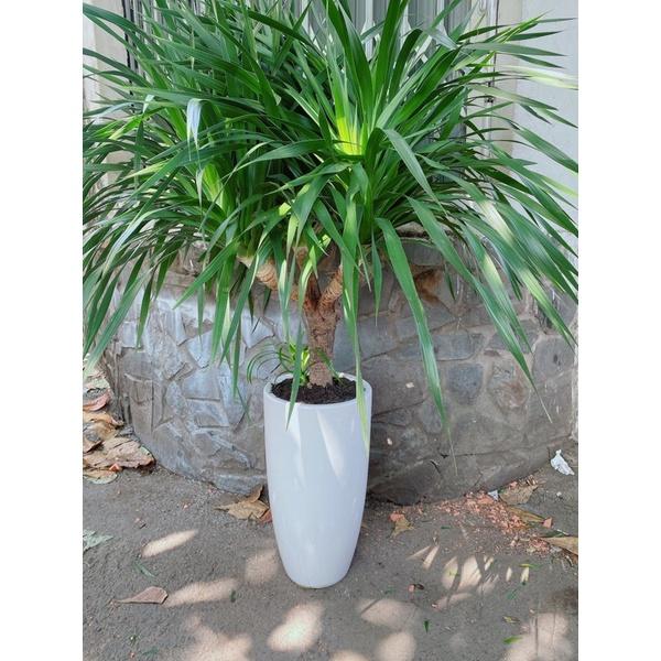 Chậu Cây Phát Tài Núi 6 Ngọn