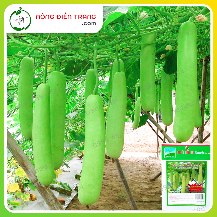 Hạt Giống Bầu Dài Lai F1 Phú Nông - Gói 1g - Trái suôn dài, da láng, năng suất cao, kháng bệnh tốt VTNN Nông Điền Trang