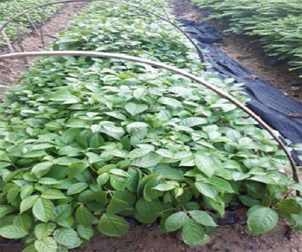 Cây nhội giống, cây lá nhội vị chua hơi chát, gia vị hàng ngày có 50 công dụng tốt cho sức khỏe