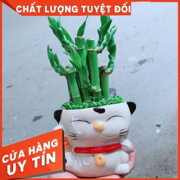 Chậu Trúc Phát Tài Mèo May Mắn