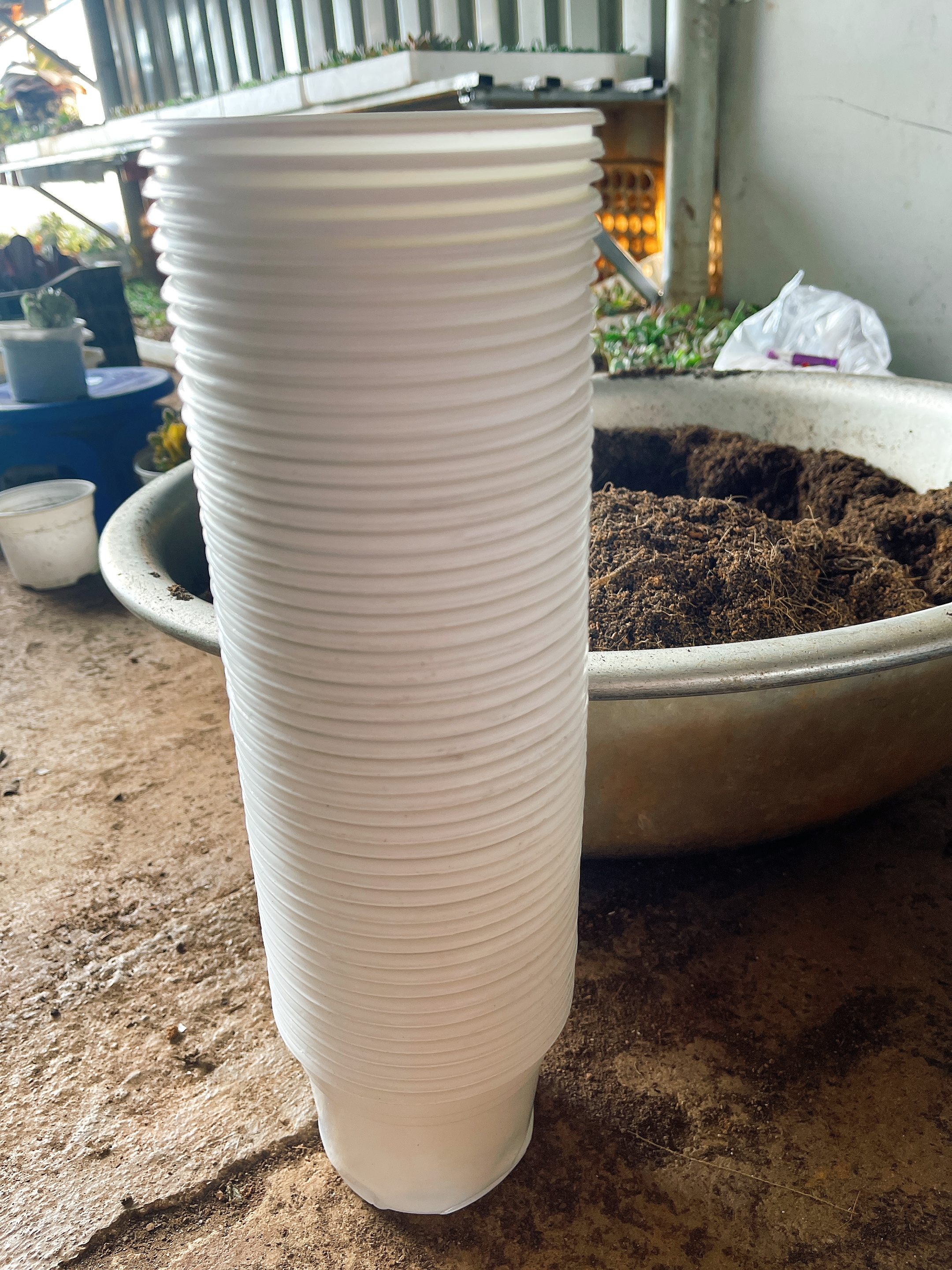 Combo 50 chậu nhựa trồng sen đá size 105 x 80 cm