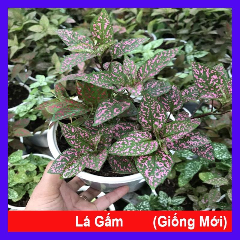 Cây lá gấm giống mới - cây cảnh để bàn + tặng phân bón cho cây