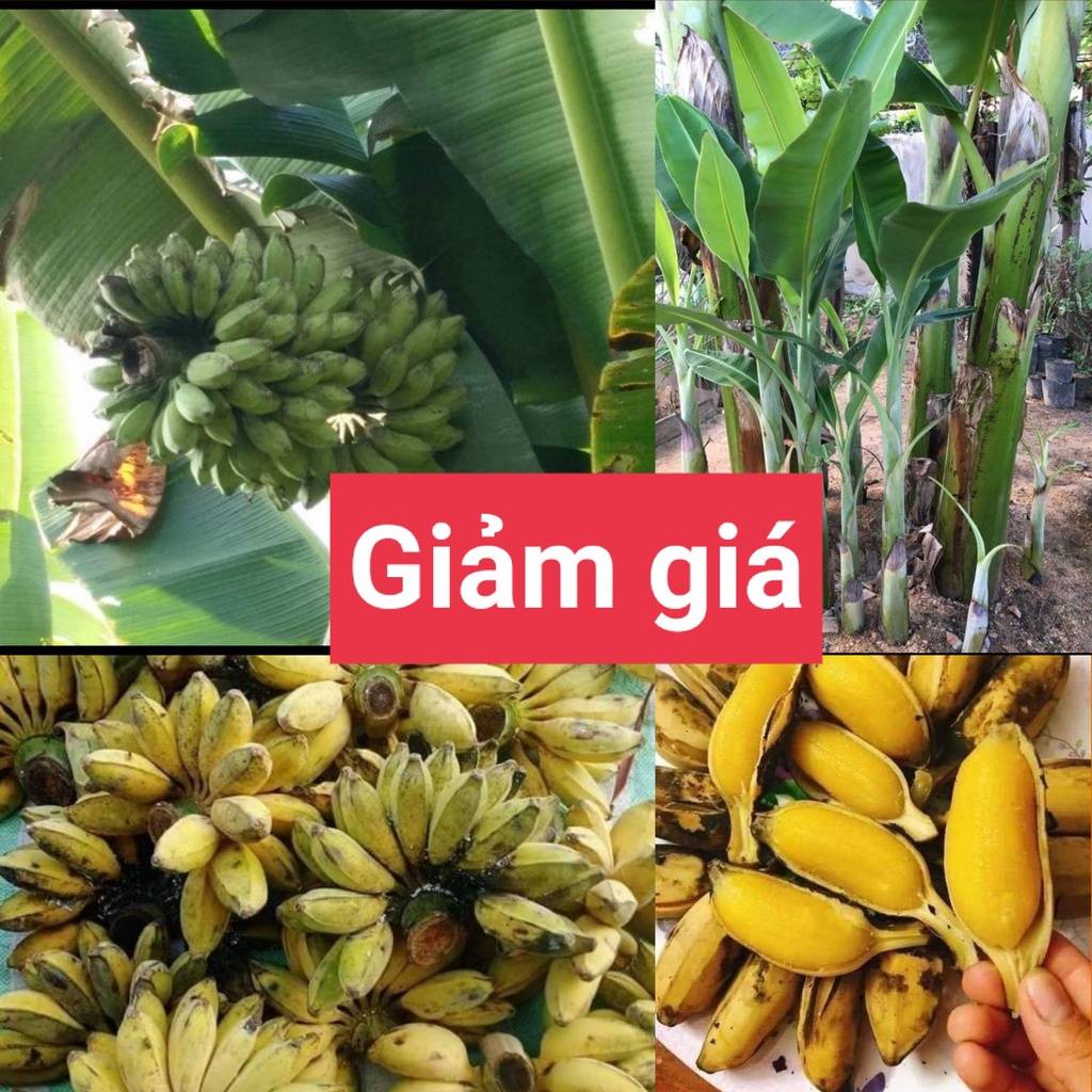 CÂY GIỐNG CHUỐI SÁP NGHỆ CẤY MÔ SIÊU SỚM