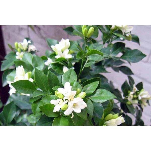 Giống cây nguyệt quế đánh đất
