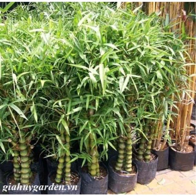 Cây Trúc đùi ếch