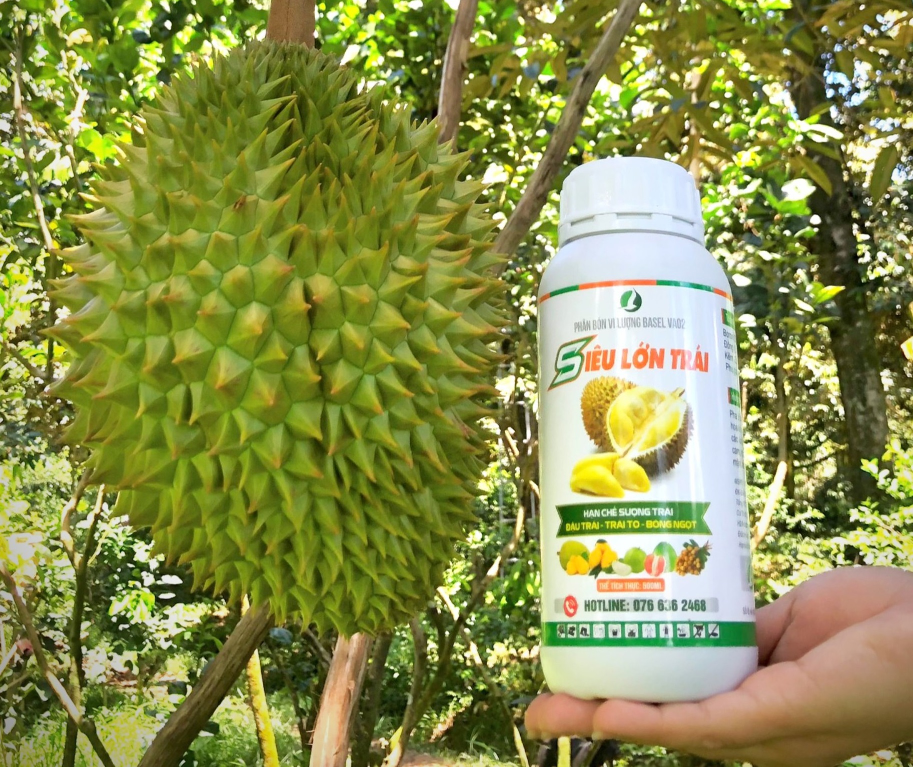 PHÂN BÓN GIÚP LỚN TRÁI NHANH, SIÊU TO, NẶNG KÝ - SIÊU LỚN TRÁI 500ML