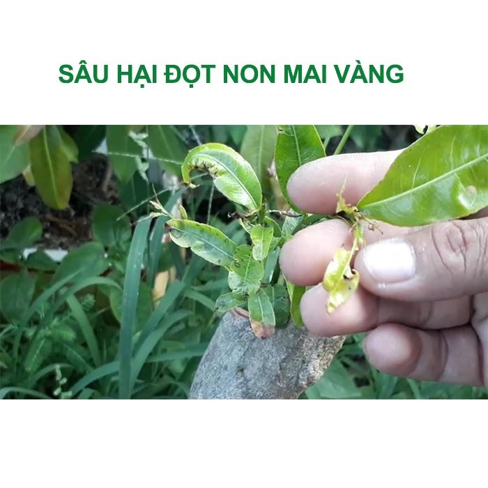 Diệt sâu ăn lá cây mai vàng Fanmax 50ml, có thể dùng trên các loại hoa cây cảnh khác