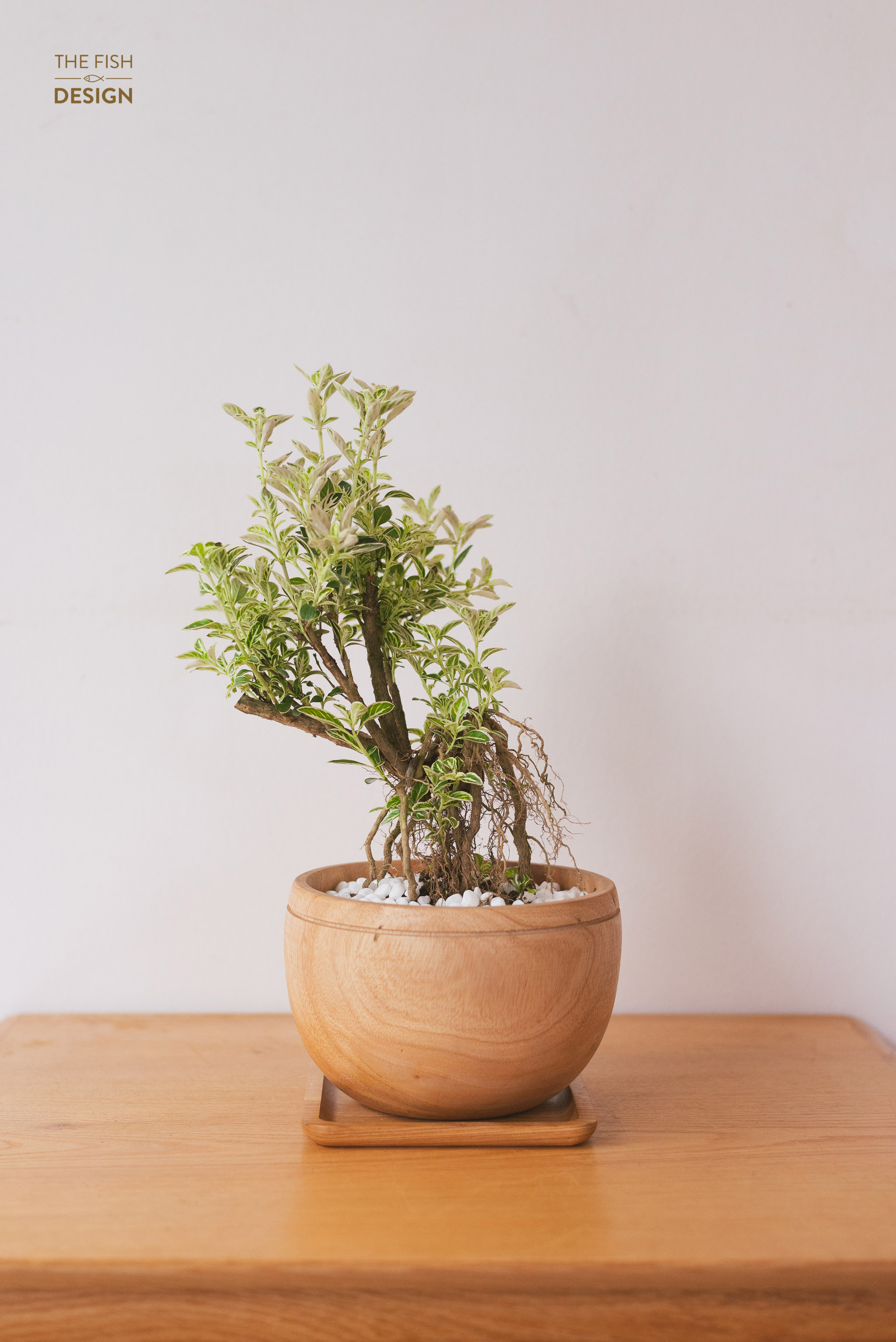 Chậu cây Bạch Tuyết Mai bonsai hợp nhất với người mệnh Kim, đại diện cho sức khỏe và sự trường thọ, đem đến sự phồn vinh, thịnh vượng | size LS | The Fish Design