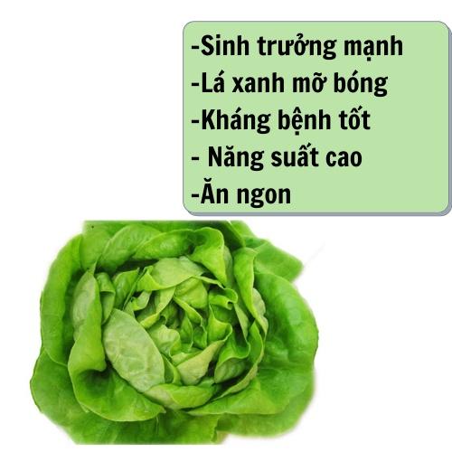 Hạt giống rau xà lách hữu cơ Phú Nông Lettuce PN-978, gói 5g biogreen