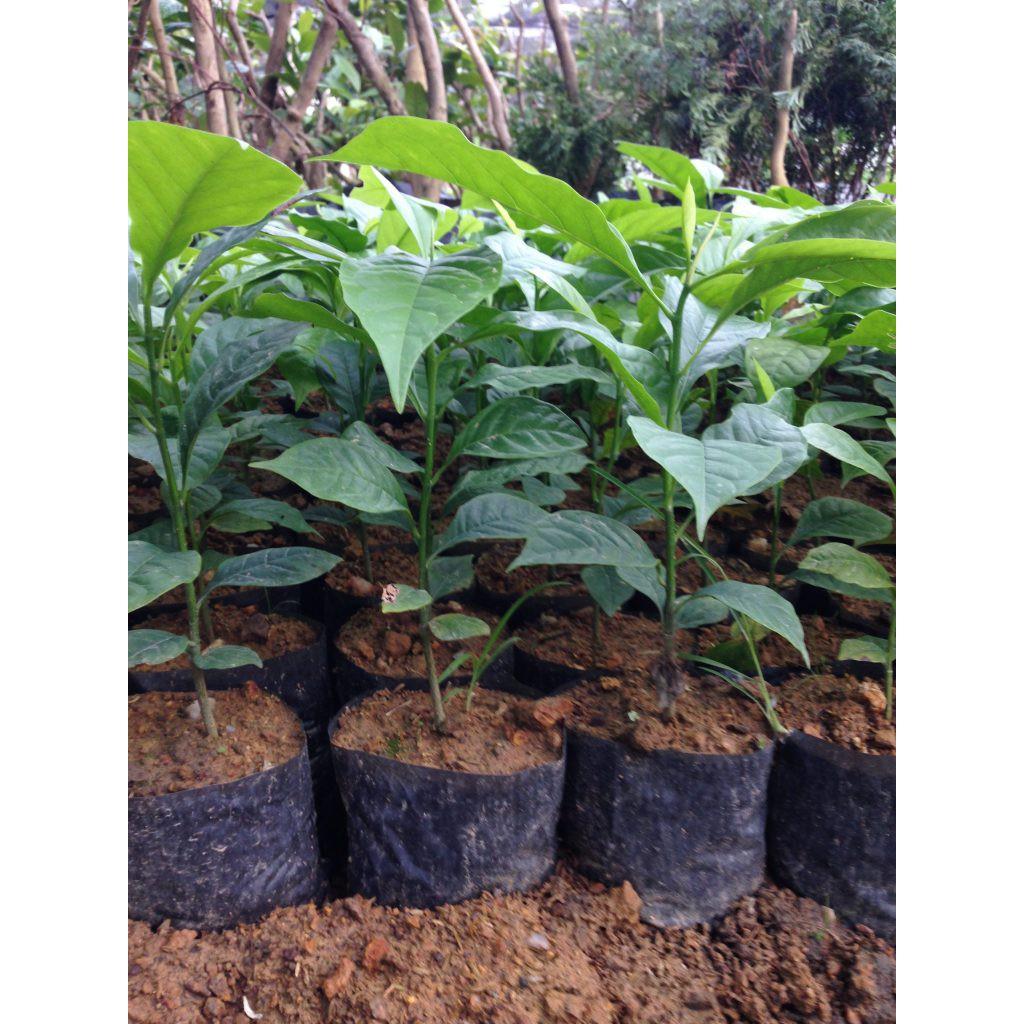 CÂY GIỐNG CÂY DỔI XANH -