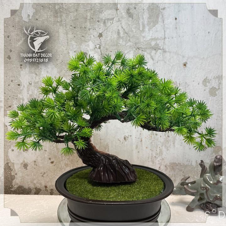 Chậu Cây Tùng Bonsai Trang Trí Tiểu Cảnh, Trang Trí Kèm Các Mẫu Tượng Mini