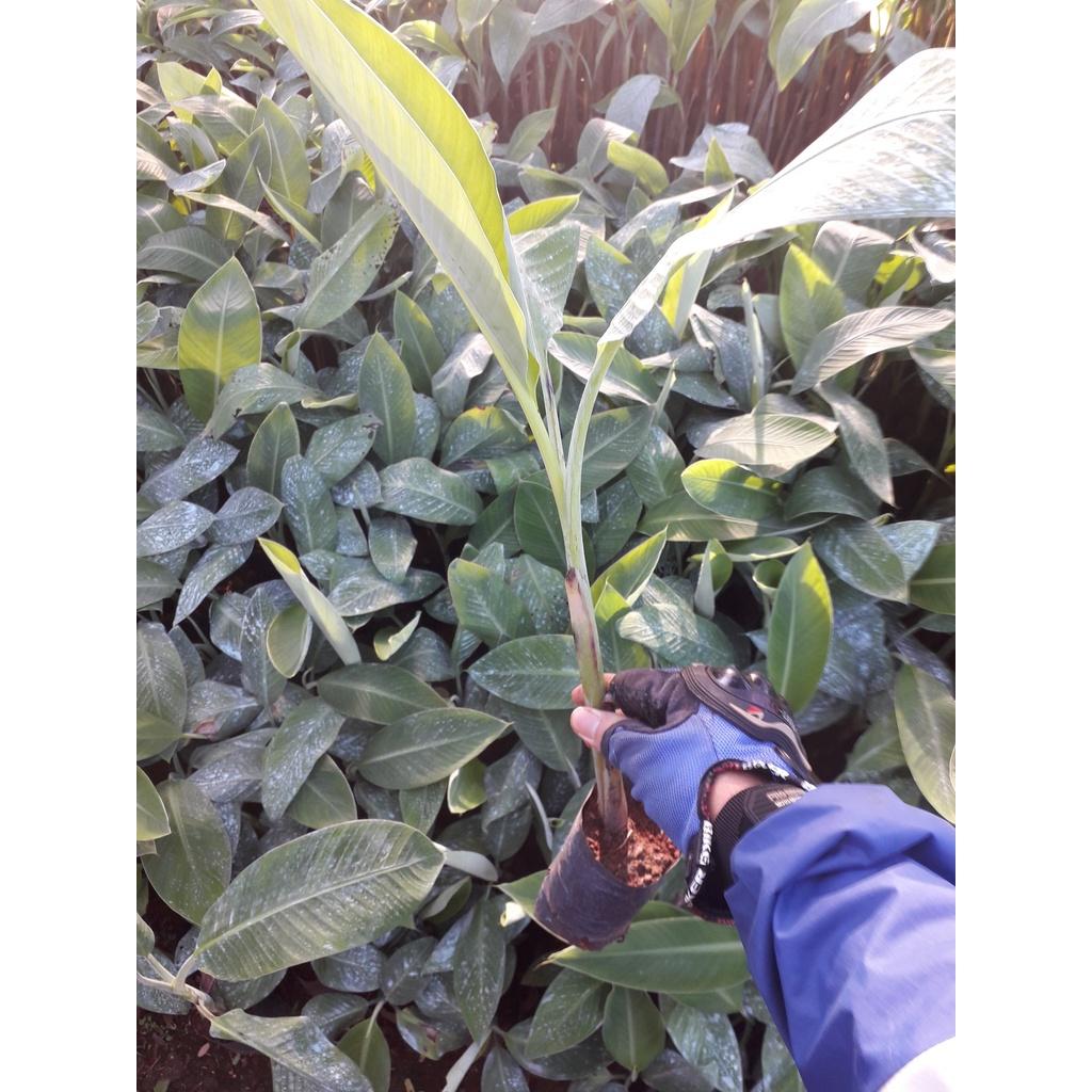 CÂY GIỐNG CHUỐI SÁP cấy mô  giao hàng nhanh